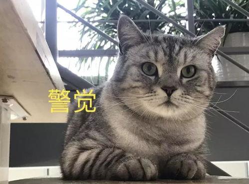 娱乐吃瓜酱猫叫喵喵喵,喵喵喵!娱乐吃瓜酱带你领略猫界趣味