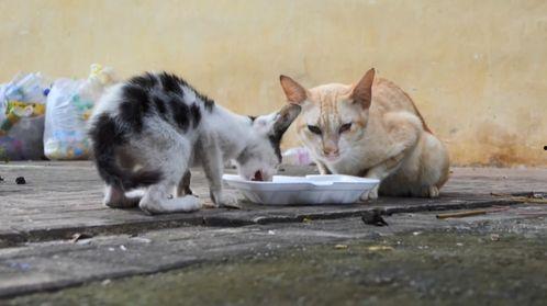 娱乐吃瓜酱母猫,揭秘娱乐圈幕后故事