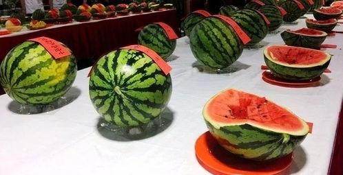 吃瓜大赛在线,一场全民参与的美食盛宴