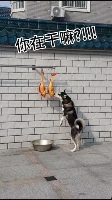 娱乐吃瓜酱送小狗视频下载,萌宠来袭,温馨瞬间尽收眼底